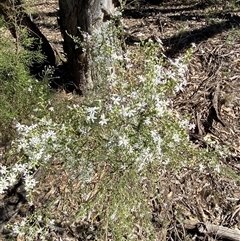 Olearia microphylla at Pucawan, NSW - 4 Sep 2024 01:42 PM