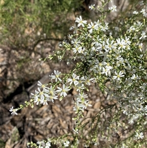 Olearia microphylla at Pucawan, NSW - 4 Sep 2024 01:42 PM