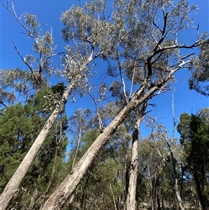 Eucalyptus microcarpa at Pucawan, NSW - 4 Sep 2024