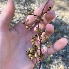 Eucalyptus microcarpa at Pucawan, NSW - 4 Sep 2024 01:41 PM