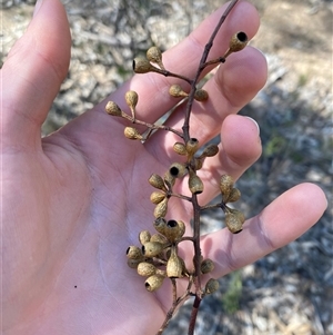 Eucalyptus microcarpa at Pucawan, NSW - 4 Sep 2024