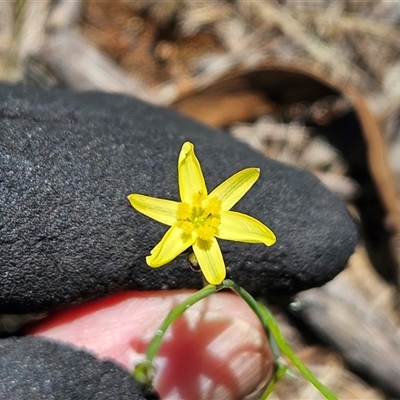 Tricoryne elatior (Yellow Rush Lily) at Hawker, ACT - 10 Dec 2024 by sangio7