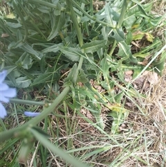 Cichorium intybus (Chicory) at Evatt, ACT - 9 Dec 2024 by rbannister