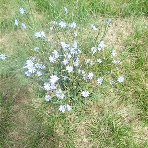 Cichorium intybus at Evatt, ACT - 9 Dec 2024 10:21 AM