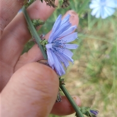 Cichorium intybus at Evatt, ACT - 9 Dec 2024 10:21 AM