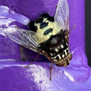 Formosia speciosa at Wamboin, NSW by Komidar