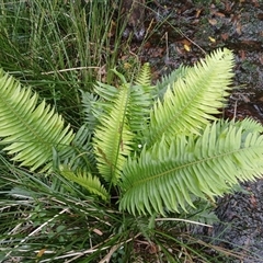 Blechnum nudum (Fishbone Water Fern) at Broughton Village, NSW - 9 Dec 2024 by plants