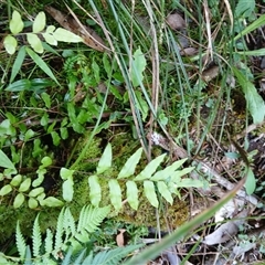 Blechnum minus (Soft Water Fern) at Broughton Village, NSW - 9 Dec 2024 by plants