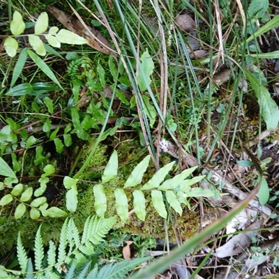 Blechnum minus (Soft Water Fern) at Broughton Village, NSW - 8 Dec 2024 by plants