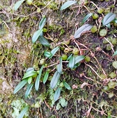 Bulbophyllum exiguum at Broughton Village, NSW - suppressed