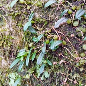 Bulbophyllum exiguum at Broughton Village, NSW - suppressed