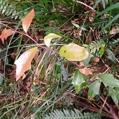 Scolopia braunii (Flintwood) at Broughton Village, NSW - 8 Dec 2024 by plants