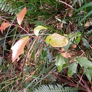 Scolopia braunii (Flintwood) at Broughton Village, NSW by plants