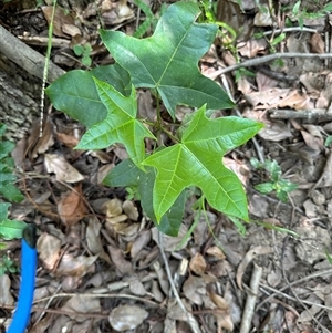 Brachychiton acerifolius at Kangaroo Valley, NSW - 11 Dec 2024