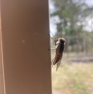 Unidentified March or Horse fly (Tabanidae) at Wamboin, NSW by Komidar