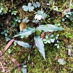 Aneilema acuminatum at Broughton Village, NSW - 9 Dec 2024 by plants