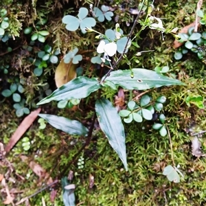 Aneilema acuminatum at Broughton Village, NSW by plants