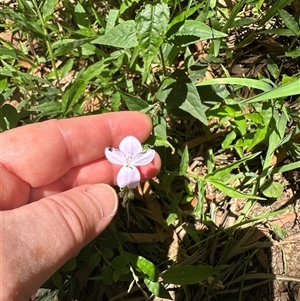 Pseuderanthemum variabile (Pastel Flower) at Kangaroo Valley, NSW by lbradley