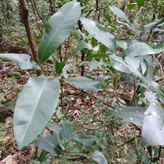 Planchonella australis (Black Apple) at Broughton Village, NSW - 8 Dec 2024 by plants