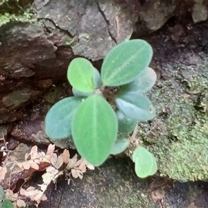 Peperomia blanda var. floribunda (A peperomia) at Broughton Village, NSW by plants