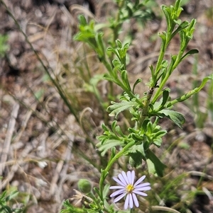 Vittadinia cuneata var. cuneata (Fuzzy New Holland Daisy) at Hawker, ACT by sangio7