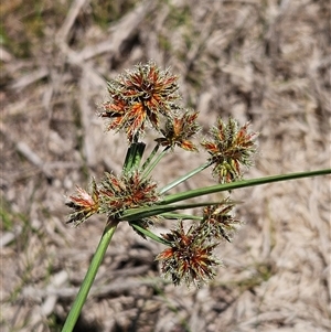 Cyperus lhotskyanus at Hawker, ACT - 10 Dec 2024