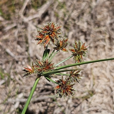 Cyperus lhotskyanus (A Sedge) at Hawker, ACT - 10 Dec 2024 by sangio7