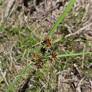 Cyperus lhotskyanus at Hawker, ACT - 10 Dec 2024 11:54 AM