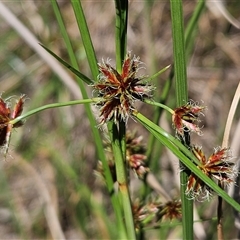 Cyperus lhotskyanus at Hawker, ACT - 10 Dec 2024 11:54 AM