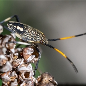 Poecilometis sp. (genus) at Wallaroo, NSW by Jek