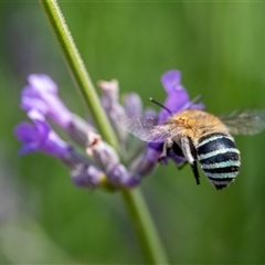 Amegilla (Zonamegilla) asserta (Blue Banded Bee) at Wallaroo, NSW - 10 Dec 2024 by Jek