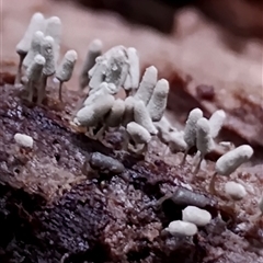 Arcyria cinerea at Kianga, NSW - 10 Dec 2024 by Teresa