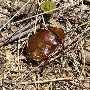 Anoplognathus sp. (genus) at Kangaroo Valley, NSW - suppressed