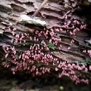 Arcyria sp. (genus) at Kianga, NSW - suppressed