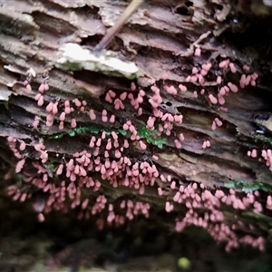 Arcyria sp. (genus) (A slime mould) at Kianga, NSW by Teresa