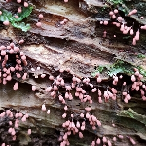 Arcyria sp. (genus) at Kianga, NSW - suppressed