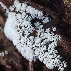 Ceratiomyxa fruticulosa (Coral Slime) at Kianga, NSW by Teresa