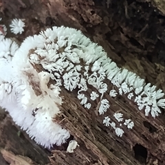 Ceratiomyxa fruticulosa at suppressed - suppressed