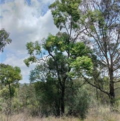 Acacia implexa at Orangeville, NSW - 11 Dec 2024 10:07 AM