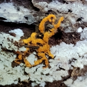 Hemitrichia serpula at Kianga, NSW by Teresa