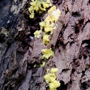 Myxomycete-plasmodium(class) (A slime mould) at Kianga, NSW by Teresa