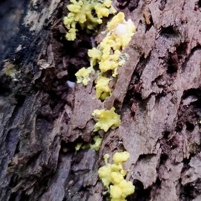 Myxomycete-plasmodium(class) (A slime mould) at Kianga, NSW - 10 Dec 2024 by Teresa