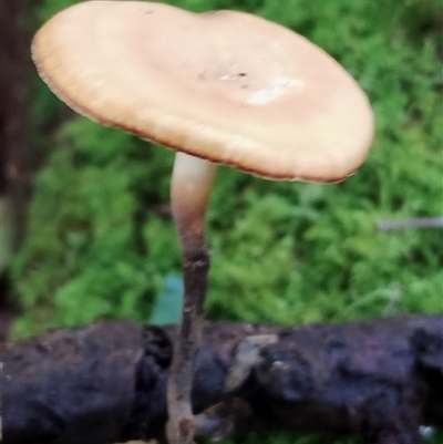 Polyporus (A stemmed polypore ) at Kianga, NSW - 10 Dec 2024 by Teresa