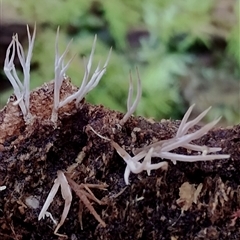 Unidentified Coralloid fungus, markedly branched at Kianga, NSW - 10 Dec 2024 by Teresa