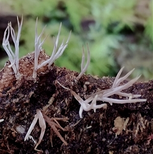 Unidentified Coralloid fungus, markedly branched at Kianga, NSW by Teresa