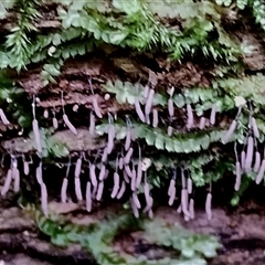 Stemonitis sp. (genus) (A slime mould) at Kianga, NSW - 10 Dec 2024 by Teresa