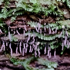 Stemonitis sp. (genus) at Kianga, NSW - suppressed