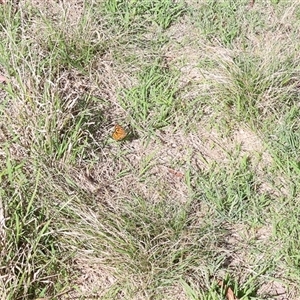 Heteronympha merope (Common Brown Butterfly) at Lyons, ACT by ran452