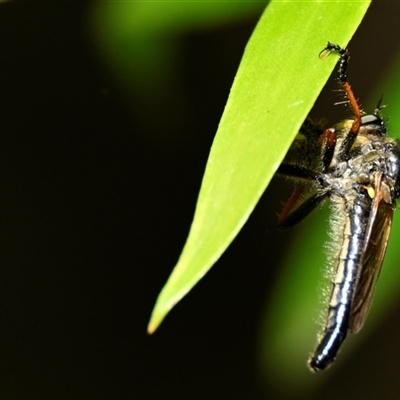 Neoscleropogon sp. (genus) (Robber fly) at Acton, ACT - 11 Dec 2024 by Thurstan