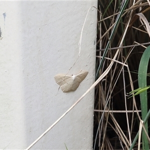 Scopula perlata (Cream Wave) at Lyons, ACT by ran452